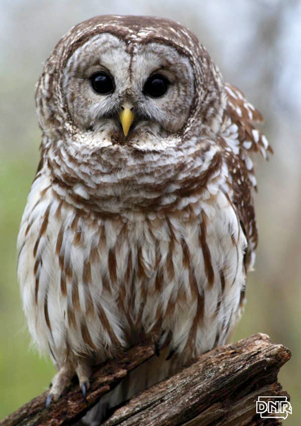 How to identify a barred owl and other Iowa owls | Iowa DNR